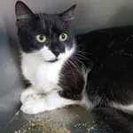 Znaleziono kota, Racławice, 17 września 2025