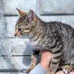 Znaleziono kota, Racławice, 17 września 2025