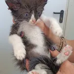 Znaleziono kota, Racławice, 17 września 2025