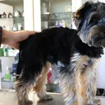 Znaleziono psa, Łódź, 24 września 2025