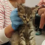 Kocurek poz. 25/685/K