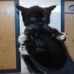 Kot do adopcji, Szczecin, 23 września 2025