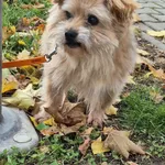 Znaleziono psa, Lublin, 24 września 2025