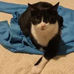 Zaginął kot, Sosnowiec, 25 września 2025