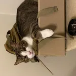 Zaginął kot, Łódź, 24 września 2025