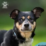 Pies do adopcji, Gdynia, 25 września 2025