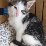 Znaleziono kota, Nowa Krępa, 18 września 2025