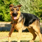 Pies do adopcji, Konin, 23 lipca 2025