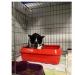 Znaleziono kota, Białystok, 2 stycznia 2024