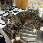 Zaginął kot, Warszawa, 26 września 2025