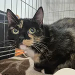 Znaleziono kota, Gdynia, 22 września 2025