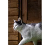 Znaleziono kota, Białystok, 13 lutego 2024