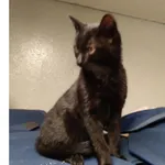 Znaleziono kota, Białystok, 23 sierpnia 2025