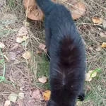 Znaleziono kota, Kraków, 26 września 2025