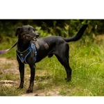 Znaleziono psa, Białystok, 22 czerwca 2025