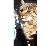 Znaleziono kota, Białystok, 27 sierpnia 2025