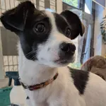 Znaleziono psa, Olsztyn, 24 września 2025