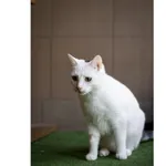 Znaleziono kota, Białystok, 2 stycznia 2024