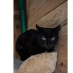 Znaleziono kota, Białystok, 23 grudnia 2024