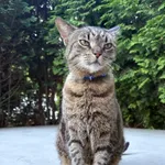 Zaginął kot, Bydgoszcz, 26 września 2025