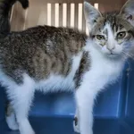 Znaleziono kota, Łódź, 25 września 2025