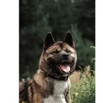 Znaleziono psa, Białystok, 2 lutego 2025