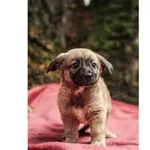 Znaleziono psa, Białystok, 13 sierpnia 2025