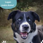 Pies do adopcji, Dąbrówka, 25 września 2025