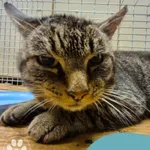 Znaleziono kota, Gdynia, 18 września 2025