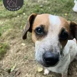 Sonia- podopieczna Fundacji Pieskowo szuka domu tymczasowego, w przyszłości z opcją domu stałego 🙂 Sonia to śliczna i pogodnego usposobienia suczka, to także jedna z około 20 psiaków odebranych przez