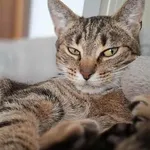 Zaginął kot, Warszawa, 26 września 2025