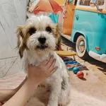 Pies do adopcji, Wolsztyn, 25 września 2025