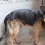 Znaleziono psa, Nowa Krępa, 17 września 2025