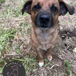 Pies do adopcji, Wolsztyn, 27 września 2025