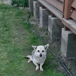 Zaginął pies, Łódź, 27 września 2025