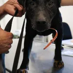 Znaleziono psa, Łódź, 27 września 2025