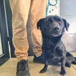 Znaleziono psa, Chełmek, 27 września 2025