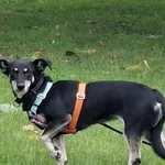 Zaginął pies, Siedlec, 28 września 2025