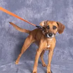 Pies do adopcji, Gdańsk, 29 września 2025