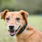 Pies do adopcji, Radom, 28 września 2025