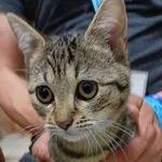 KOTKA ZNALEZIONA PRZYWIEZIONA DO SCHRONISKA 28.09.2025