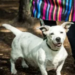 Pies do adopcji, Piła, 25 lipca 2025