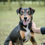 Pies do adopcji, Radom, 28 września 2025