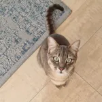 Zaginął kot, Mierzyn, 29 września 2025