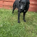 Znaleziono psa, Czartki, 29 września 2025