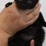 Znaleziono kota, Łódź, 28 września 2025