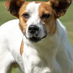 Rudi