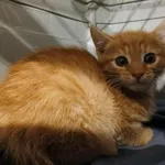 Kocurek poz. 25/701/K