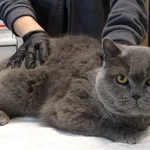 Znaleziono kota, Szczecin, 28 września 2025