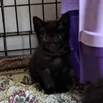 Kot do adopcji, Olsztyn, 29 sierpnia 2025